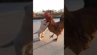 Sooo Cute??? Put a ? if you find Cute?