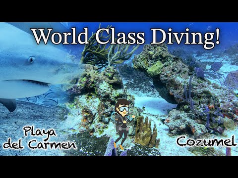 World's Best Scuba Diving Destinations - Cozumel and Playa del Carmen, Mexico