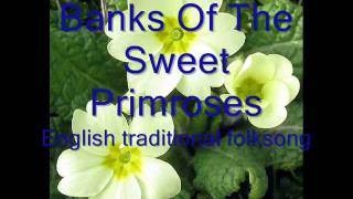 Banks Of The Sweet Primroses, mandolin / bouzouki instrumental