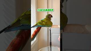 Let Me Introduce You to Cucumber the Great Green Macaw