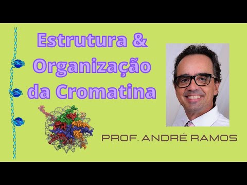 Estrutura e Organização da Cromatina: Descomplicando os cromossomos