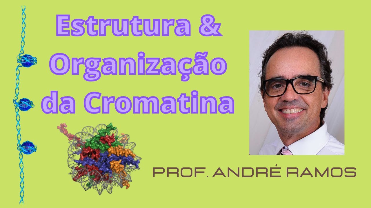 Estrutura e Organização da Cromatina: Descomplicando os cromossomos