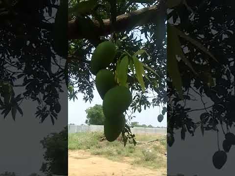 #malvika #YouTube #video