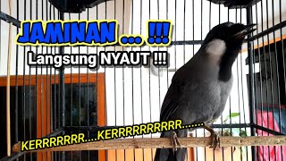 Download lagu Jamin 100 %💥 jadi gacor ketika poksay hongkong jantanmu mendengarkan suara poksay betina ini #poksay mp3
