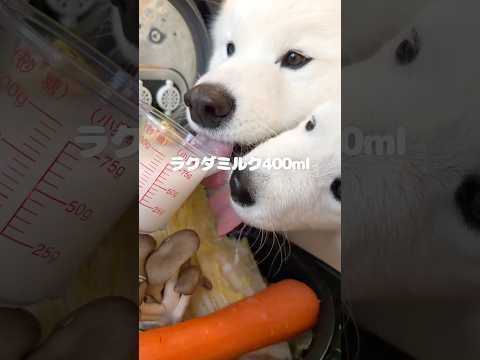 鶏白菜のラクダミルク煮つくったら爆食してくれました！