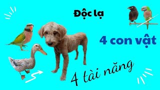 513🦜.The pink breast speaks well, the duck understands human language, the dog knows how to laugh...