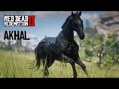 O COLECIONADOR DE CAVALOS - Domando o cavalo AKHAL  STEEL GRAY