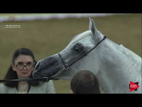 N.171 FARAJ AL SHAQAB - 2019 Qatar Nat. Peninsula show - Stallions 4 to 6 Years Old (Class 10) .mp4
