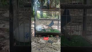 Download lagu (mat ali)denak murai buluh sungai petai pasir Puteh...zannienie mp3 Download lagu (mat ali)denak murai buluh sungai petai pasir Puteh...zannienie mp3