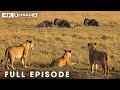 Deadliest Lion No Mercy In The Wild Nature Animal Documentary