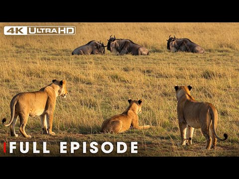 Deadliest Lion: No Mercy in the Wild