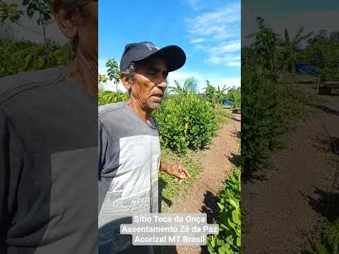 Seu Ceará mostra sua área de Agrofloresta, vulgo "SAF" (Sistemas Agro Florestais) em seu sítio.