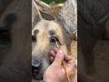 Sculpting a Soulful German Shepherd ❤️ #dogs #germanshepherd #gsd #sculpture #woodcarving #chainsaw