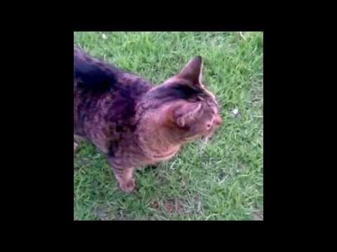 #jambo the friendly lion