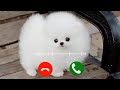 Abe Yaar Ek Aur Message Ringtone || Cute Baby Voice Message Ringtone