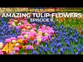 Springtime Blossoms In Vibrant Colors 4K UHD Skagit Valley Tulip Festival 2022 Episode 8