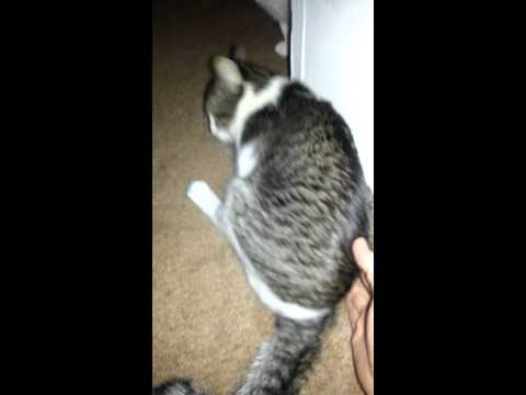 Video #3 Bella our Kitten weak wobbly back legs