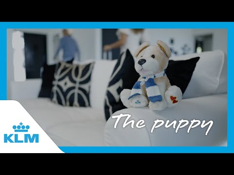 The puppy | KLM Private Boarding
