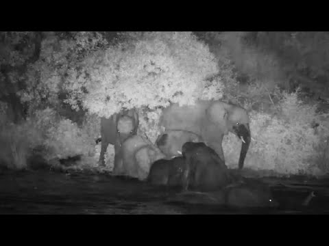 Night Pool Party with playful young Elephants 1/28/26
