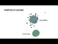 Lysosome Explained: Structure, Function, Autophagy & Clinical Correlates