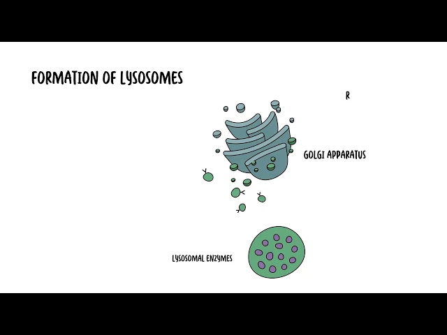 Lysosome Explained: Structure, Function, Autophagy & Clinical Correlates