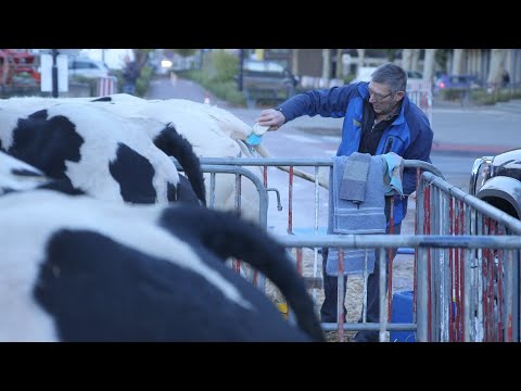 GLD doc 5 februari 2019 - Koeienpoep & Erwtensoep