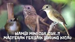 Download lagu MASTERAN WAMBI MINI GACOR TIEUMI HWAMEI COCOK UNTUK BURUNG SRDC DAN SEGALA JENIS BURUNG mp3