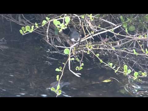 Dipper Feeding Fledgling (Cinclus cinclus)