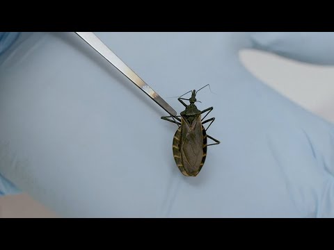 Kissing bugs spread deadly Chagas disease in U.S.