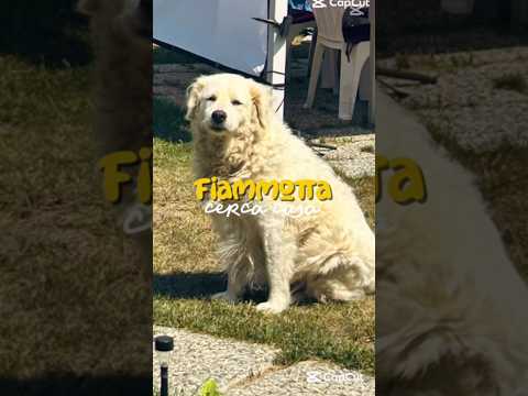 Regalo Fiammotta splendida giovanotta simil pastore cerca famiglia 