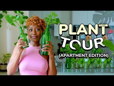 Apartment Plant Tour: 40+ Plants + Tips from a plant mom