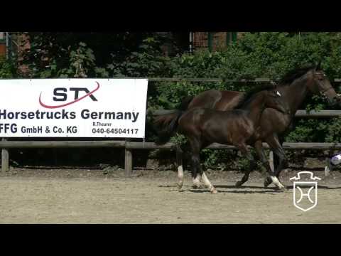 35 Stutfohlen von Casall - Quidam de Revel - Chin Chin