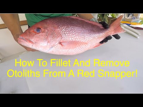 Filleting Fish With A Sea Grant Agent: Red Snapper