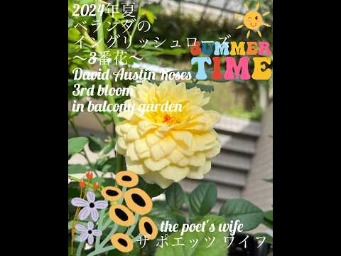 屋根付きのテラスまたはバルコニーのバスケット用に吊り下げられた多年生の顕花植物 5 つ  庭園