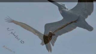 preview picture of video 'pelicans in flight'