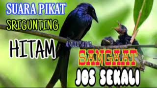 Download lagu SUARA PIKAT SRIGUNTING HITAM JOOOOS SEKALII mp3