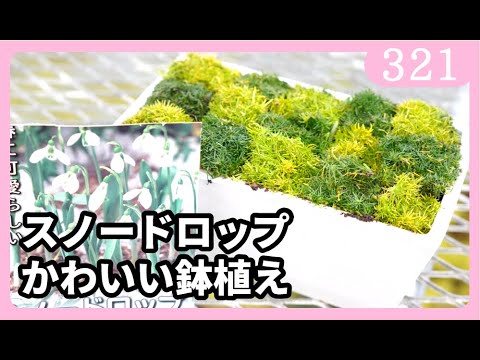 時間通りにスノードロップを植える