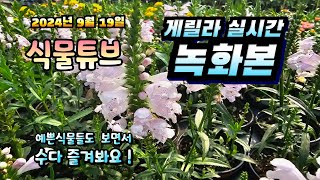 2024년 9월 19일  예쁜식물들 보면서 랜선으로 아이쇼핑하면서  수다즐겨봐요. #양재꽃시장 #식물튜브 #…
