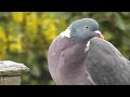 Wood Pigeon call