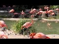 The Warm And Fun Tale Of The Pandas Flamingos At The San Diego Zoo