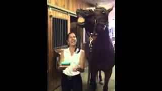 Molestias del caballo de Nueva York