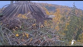 Jūras ērgļi Durbē -Bieliki Łotwa - 🦅 Zorro & 🦅Milda z wizytą  2025 10 26