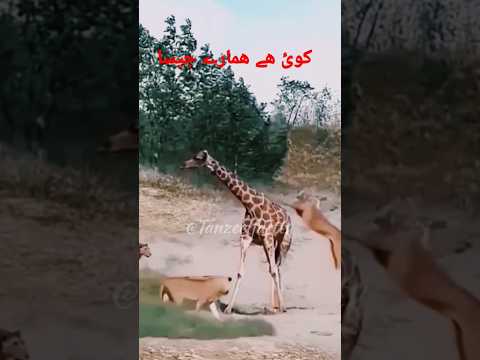 Fighting animals 🥰#love #shortvideo #shorts #youtobeshorts