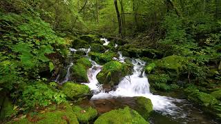 Download lagu Wild Forest Rapids Sounds, Birds Chirping mp3
