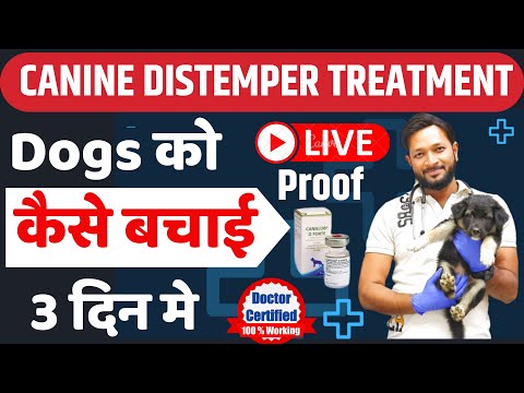 Canine Distemper Treatment Live Demo | Symptoms | Recovery |  Treatment In Hindi