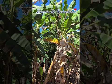 El Puerto de Remedios, provincia de Chiriquí, Panama