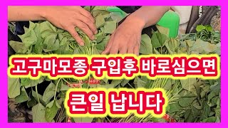 고구마모종 사서 바로 심으면 큰일납니다~고구마  심는시기 방법,꿀고구마,베니하루카,까,호박고구마 밤고구마,자…