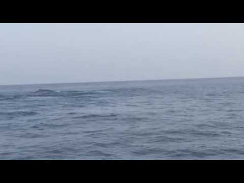 Whales in Mediterranean - Alboran Sea