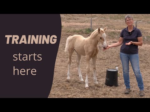Training A Foal Using Basic Principles