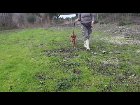 Vídeo de TOBY